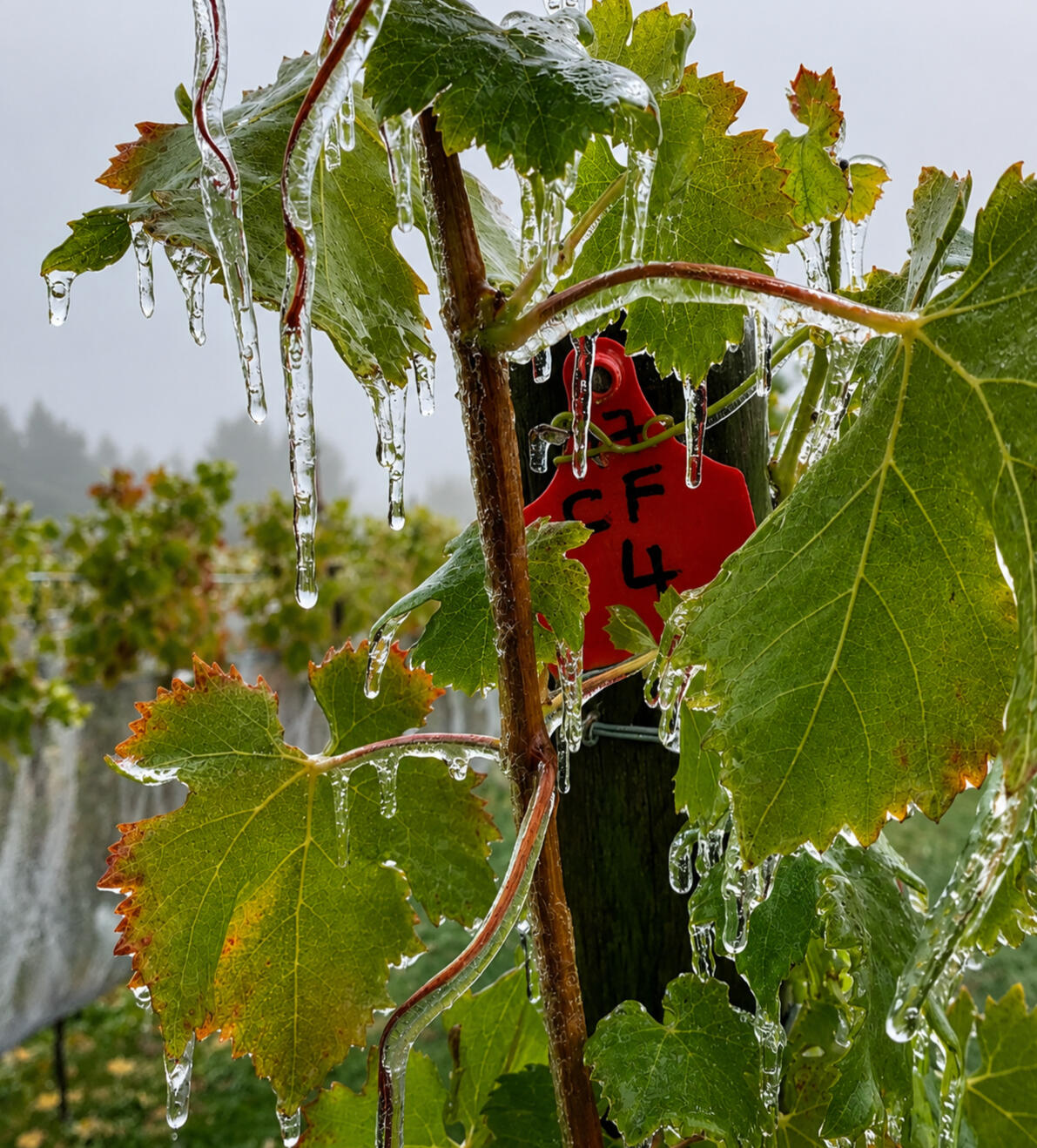 Viticultura de clima frio na Casa Yagüe Videiras da Casa Yagüe sob geada em Trevelin, na Patagônia Argentina